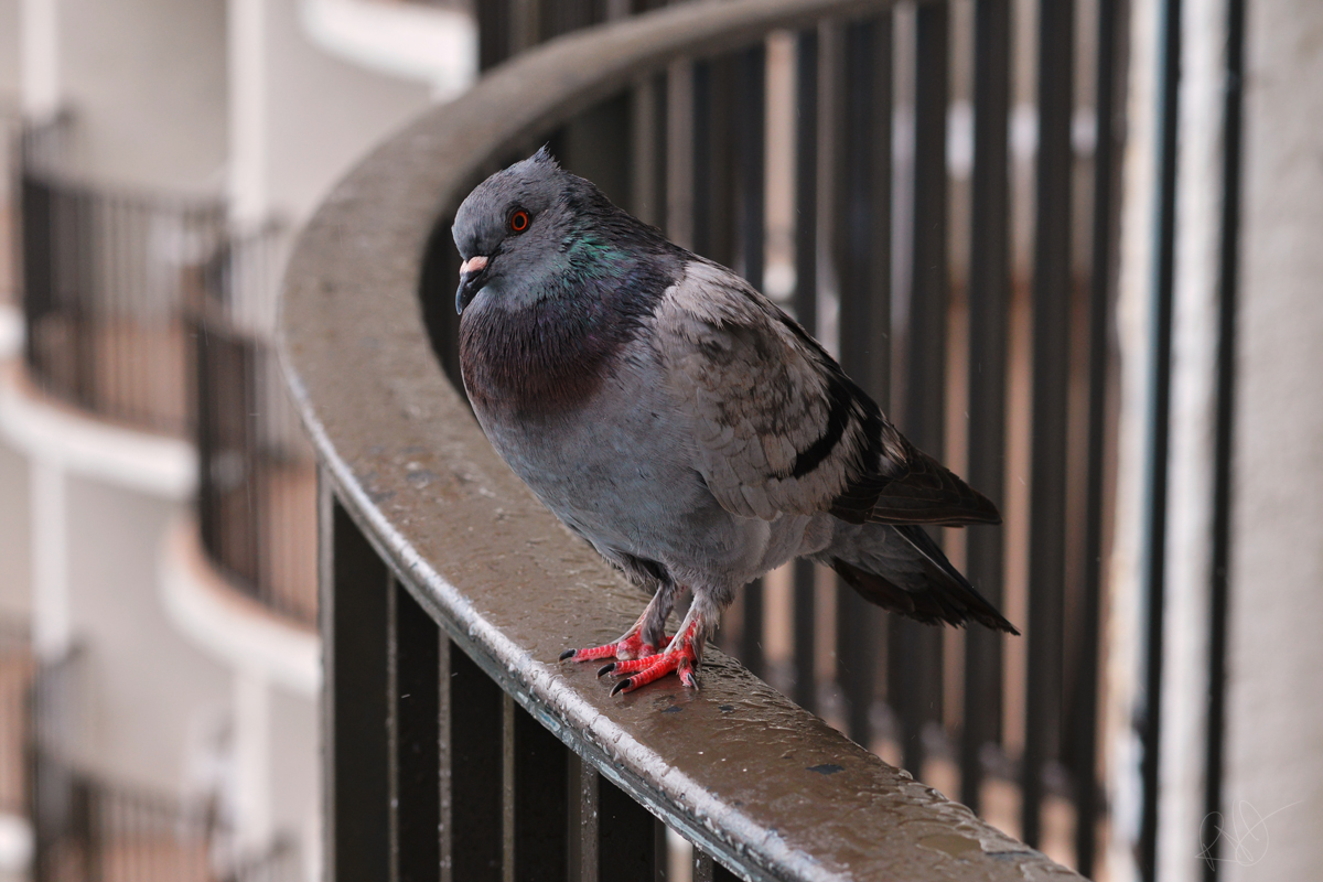 Pigeon Rain Perch 2