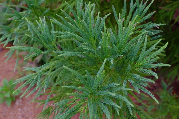 pine plant