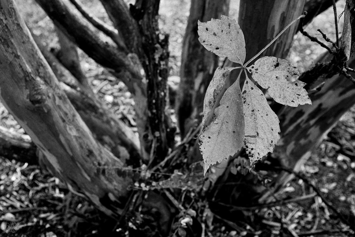falling leaf blog