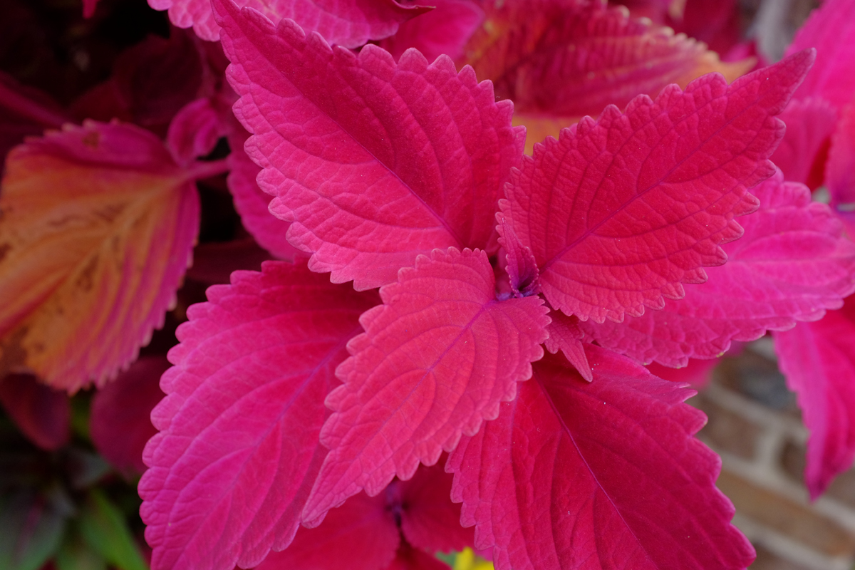 pink plant 5