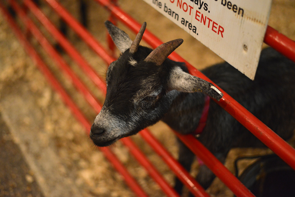 RNJ Baby Goat