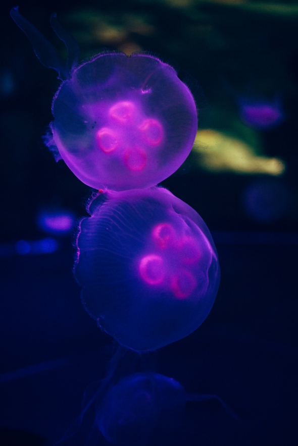 jellyfish 7 blog
