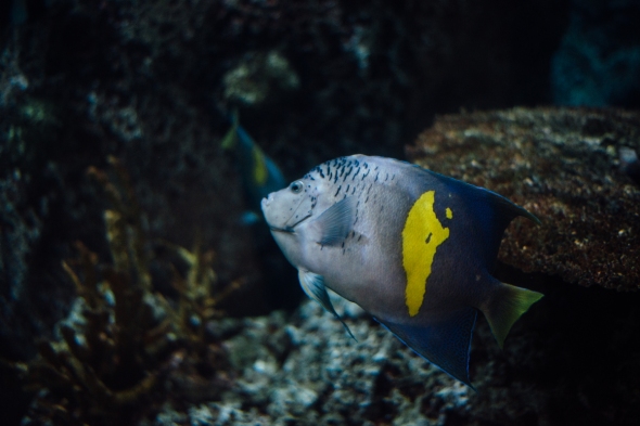 Blue & Yellow Fish 1 blog