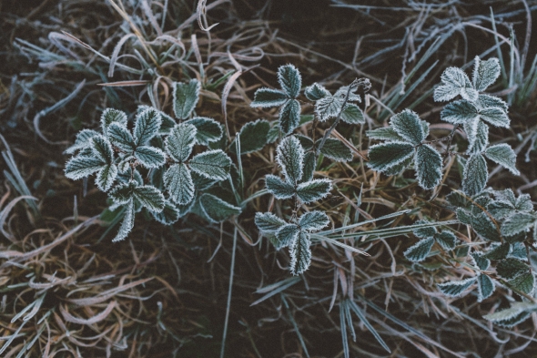 frozen morning grass 4 blog