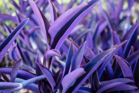 purple-plant-1